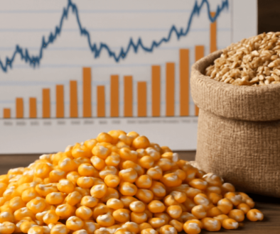 Global Corn Price Trends and Their Impact on Animal Feed Costs